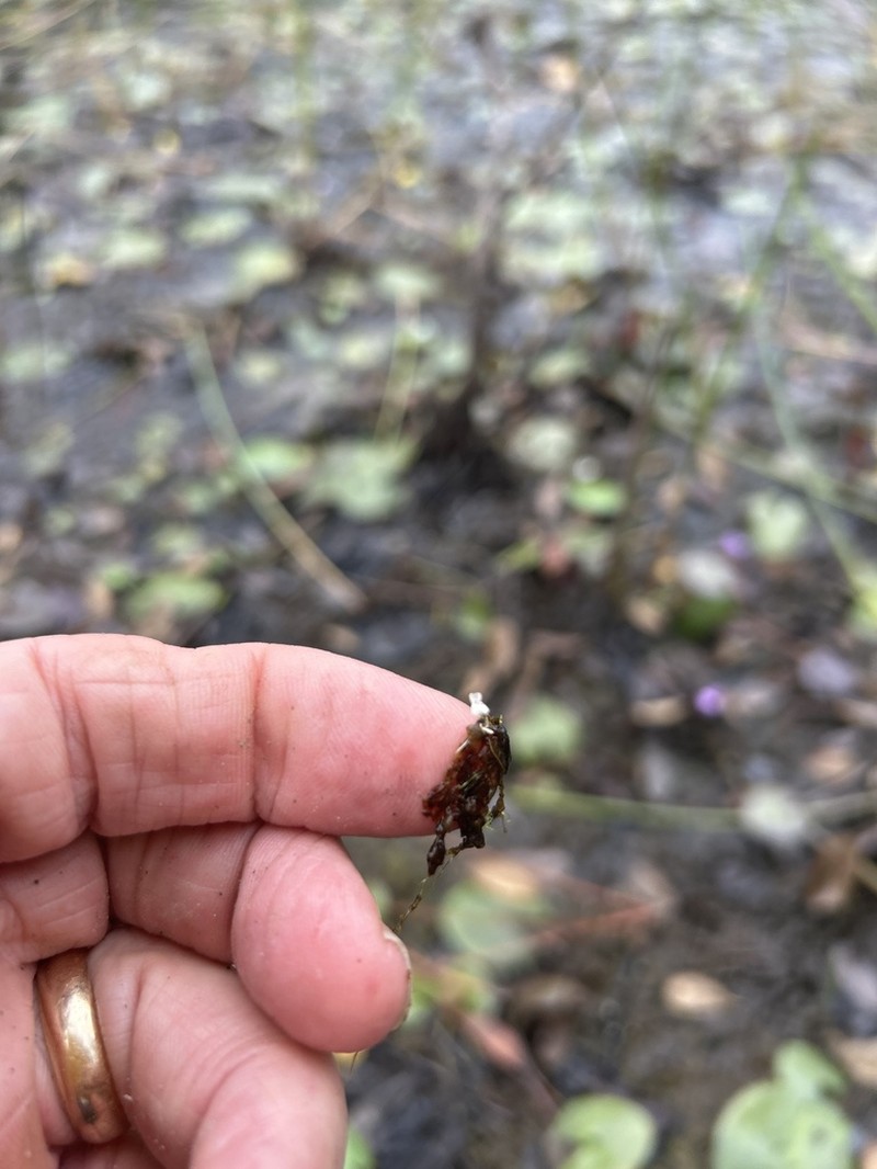 Piedmont Bladderwort photo 6