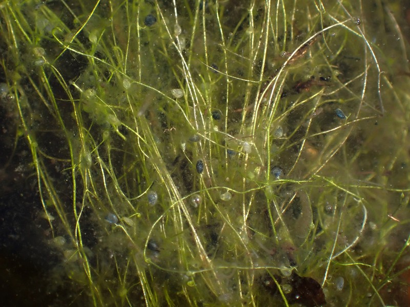 Piedmont Bladderwort photo 7