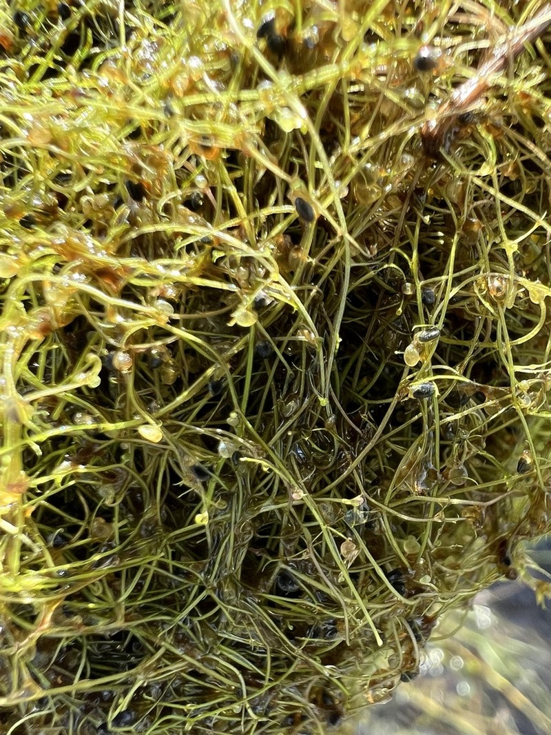 Piedmont Bladderwort photo 8