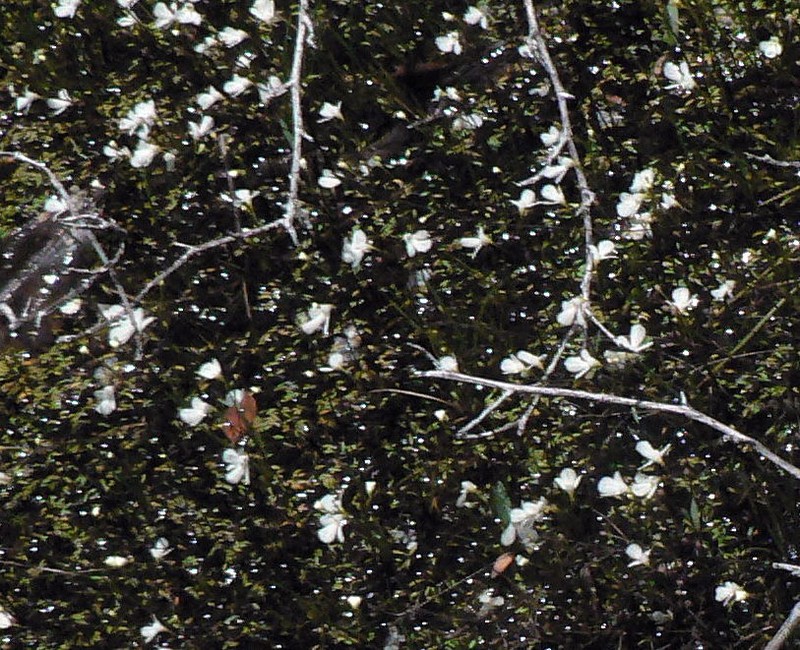 Utricularia oliveriana photo 3