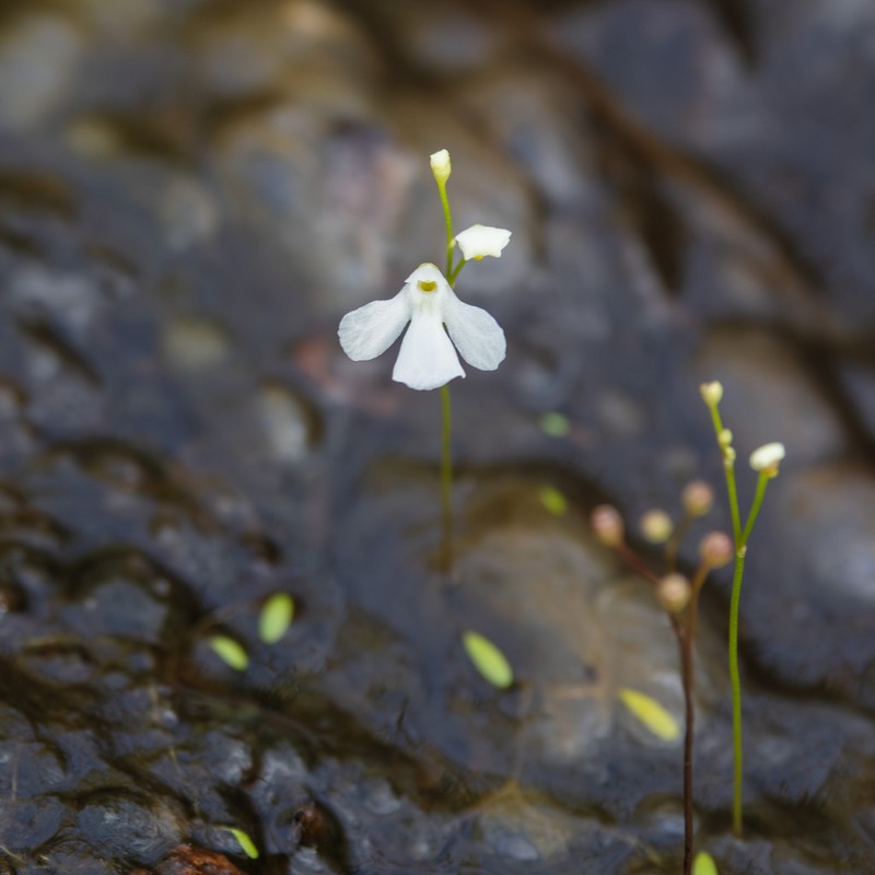 Utricularia oliveriana photo 5