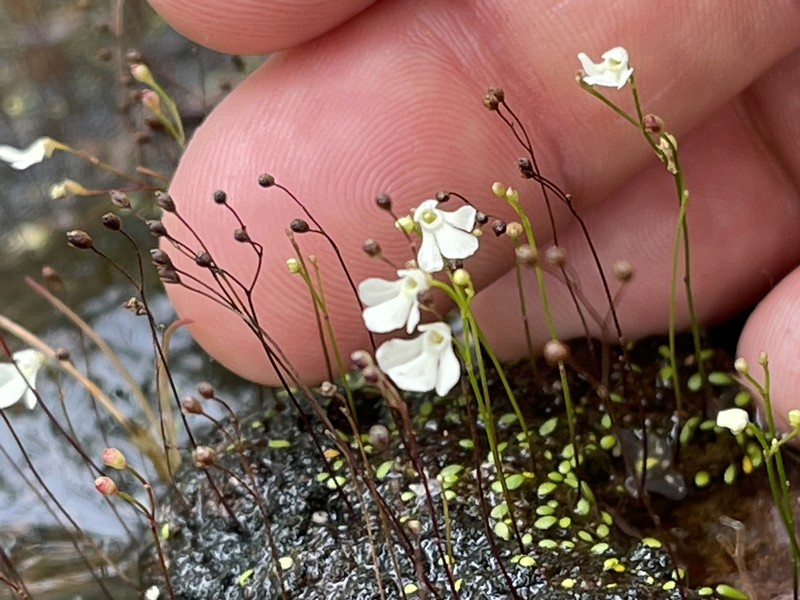 Utricularia oliveriana photo 6