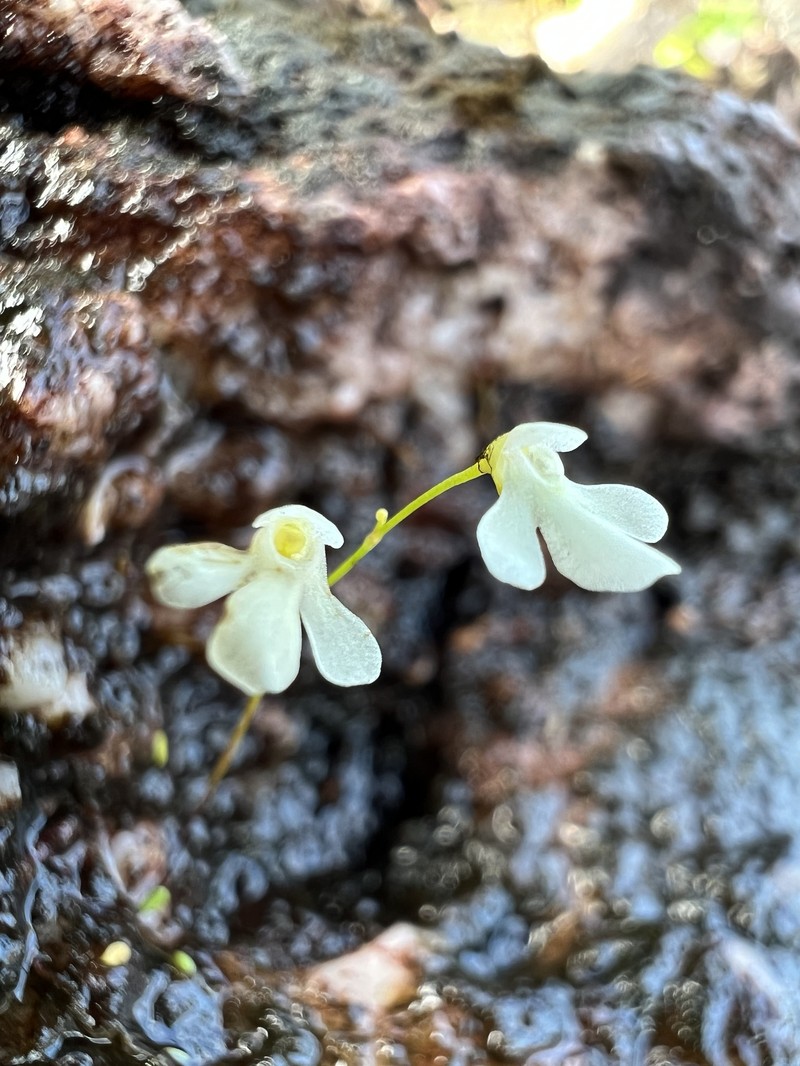 Utricularia oliveriana photo 7