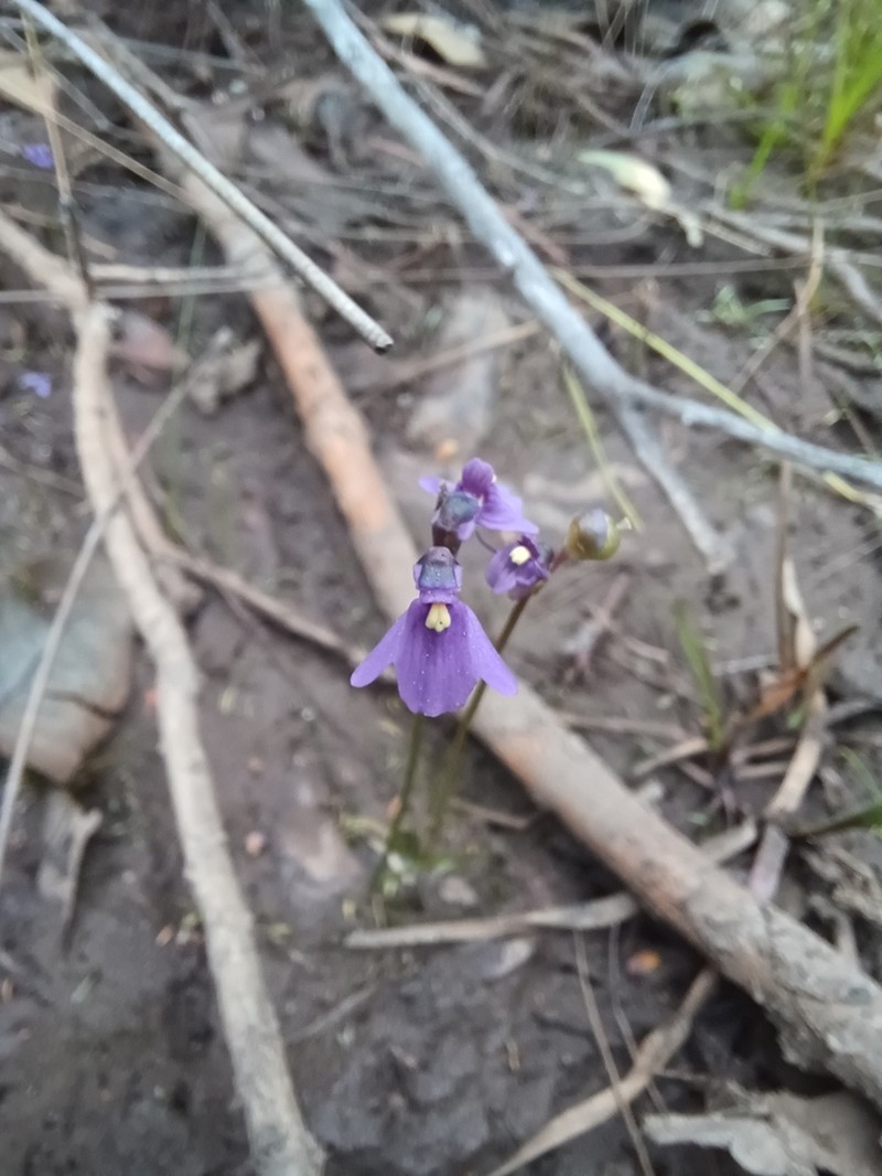 Utricularia oppositiflora