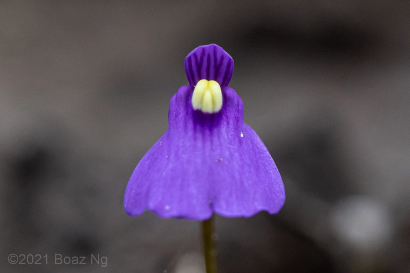 Utricularia oppositiflora photo 2