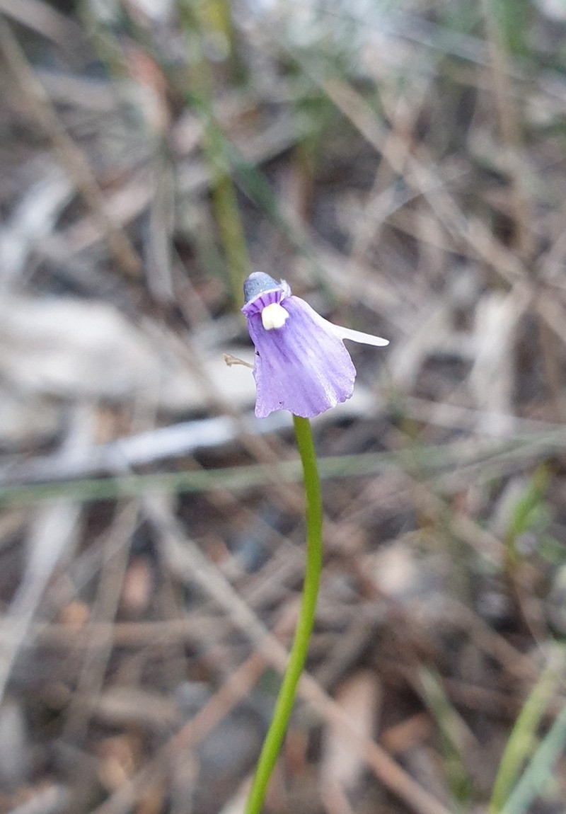 Utricularia oppositiflora photo 3