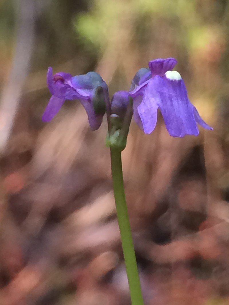 Utricularia oppositiflora photo 4