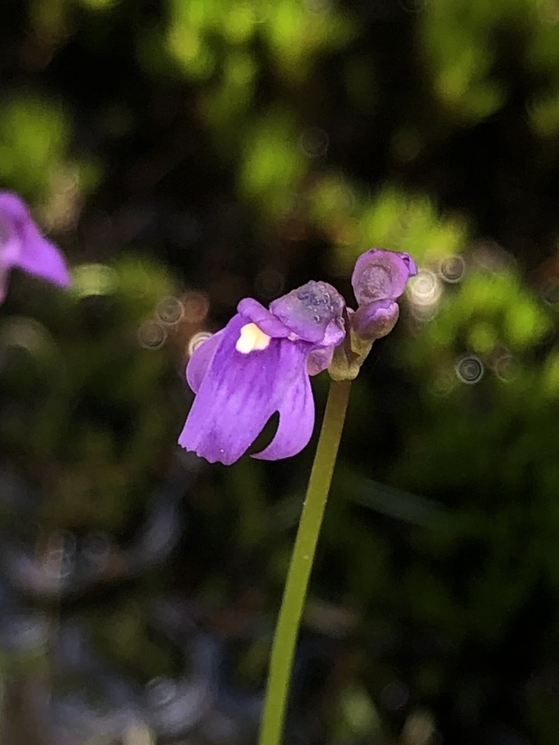Utricularia oppositiflora photo 5