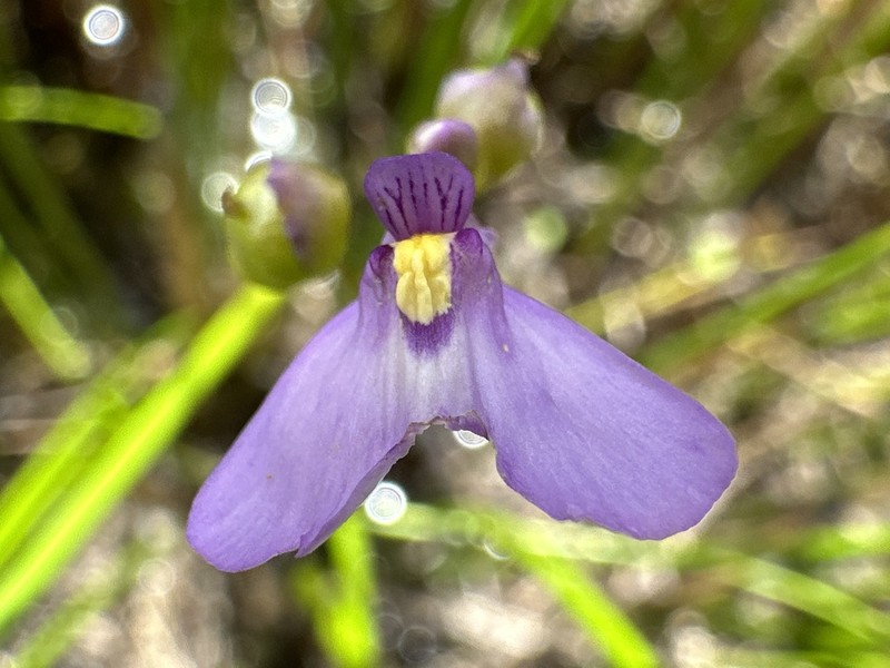 Utricularia oppositiflora photo 7