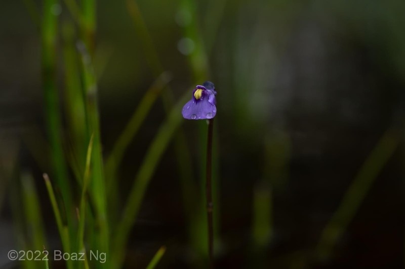 Utricularia oppositiflora photo 8
