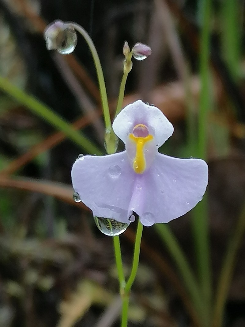 Utricularia panamensis