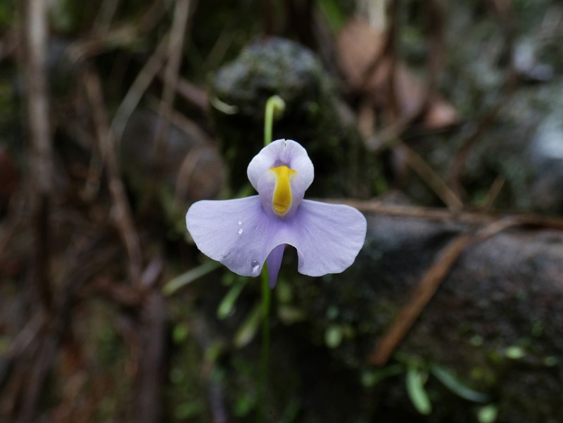 Utricularia panamensis photo 4