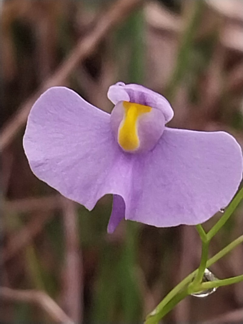 Utricularia panamensis photo 5