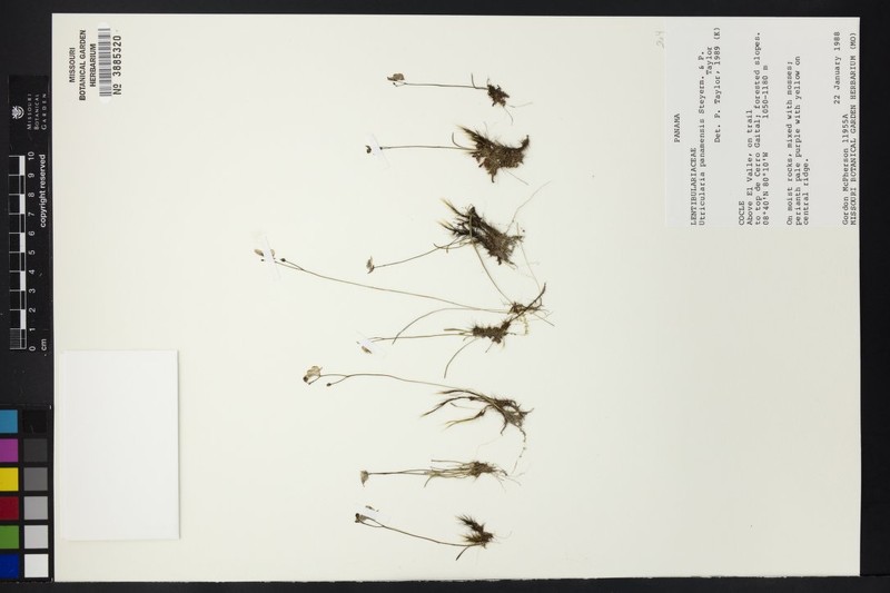 Utricularia panamensis photo 7