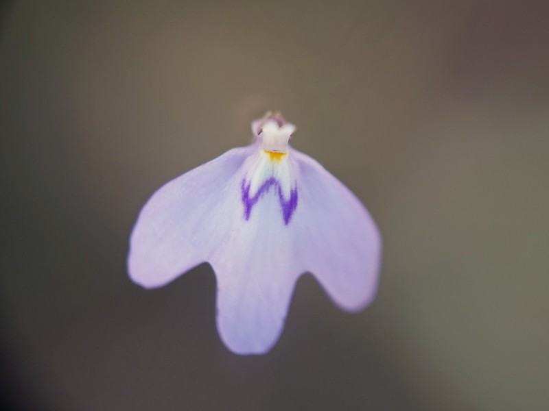 Utricularia papilliscapa
