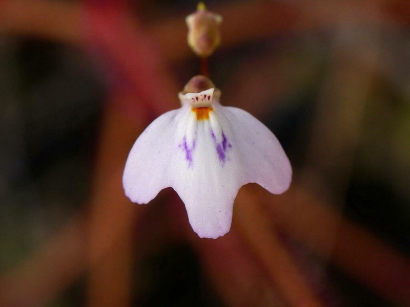 Utricularia papilliscapa photo 3