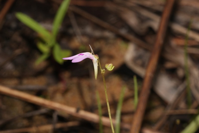 Utricularia papilliscapa photo 4