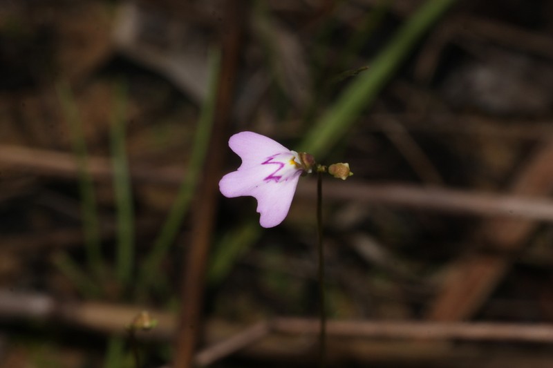 Utricularia papilliscapa photo 5