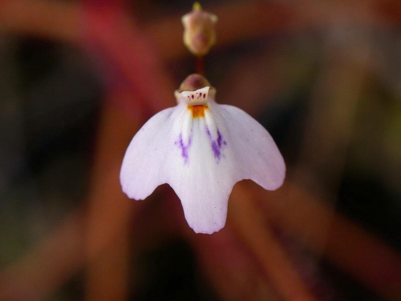 Utricularia papilliscapa photo 6