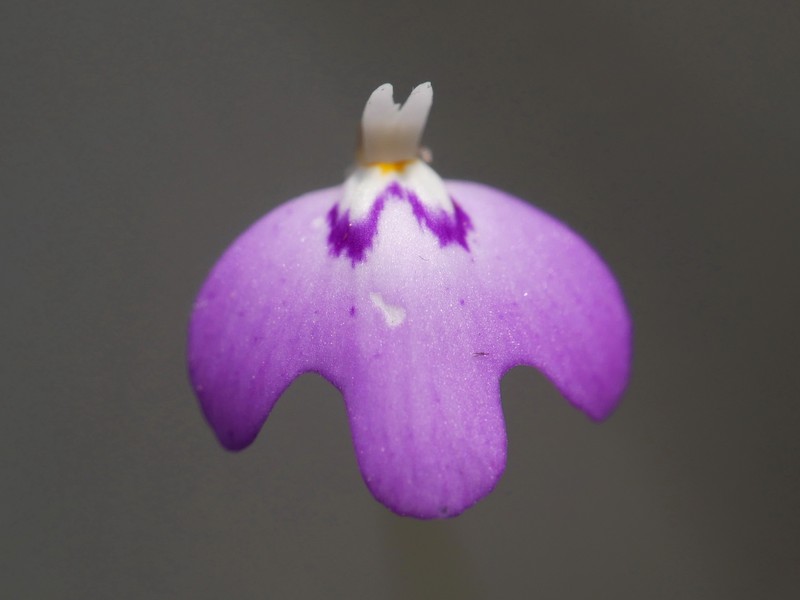 Utricularia papilliscapa photo 8