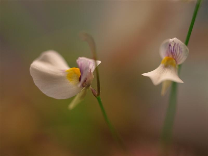Utricularia parthenopipes