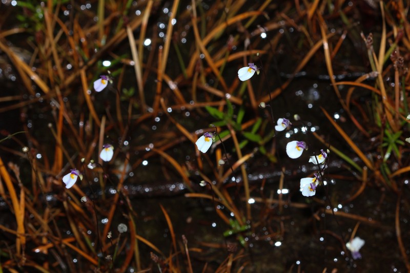 Utricularia parthenopipes photo 2