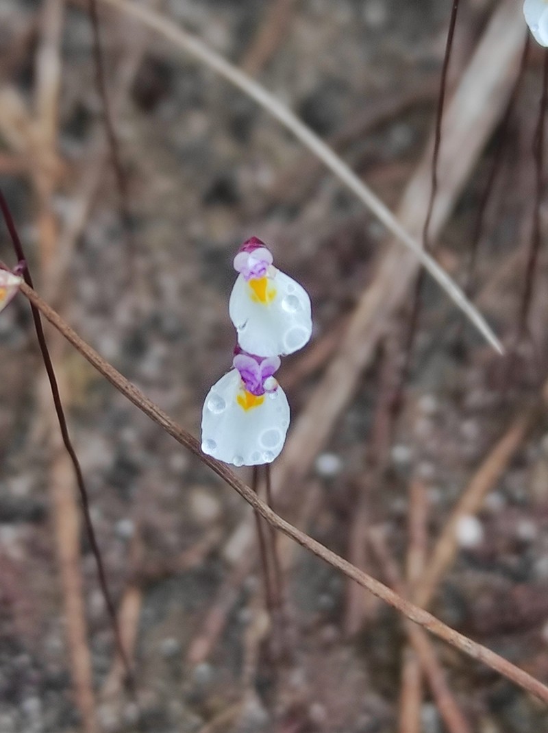 Utricularia parthenopipes photo 3