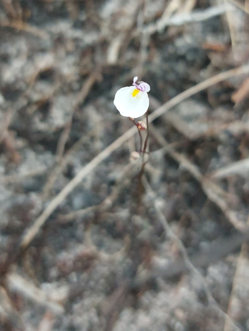 Utricularia parthenopipes photo 4
