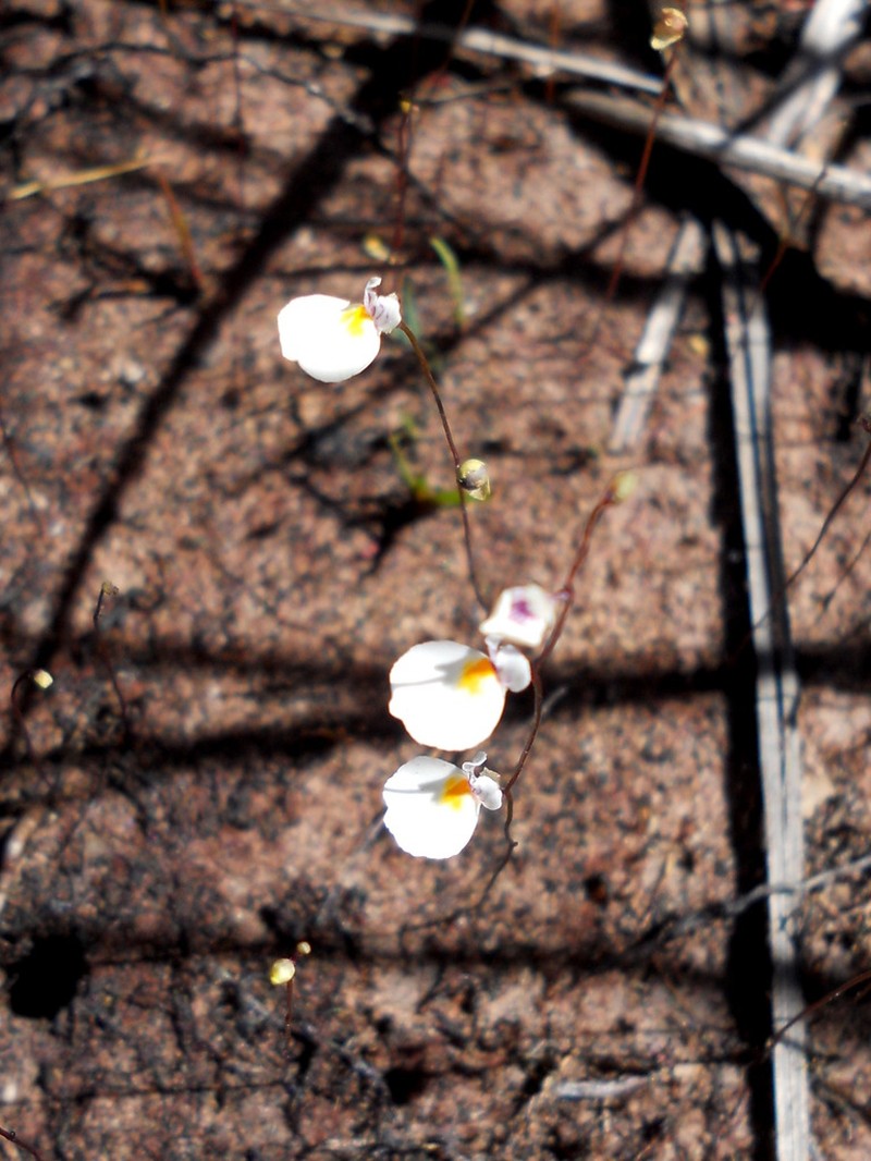 Utricularia parthenopipes photo 5