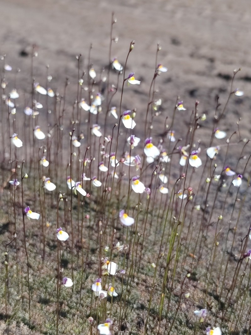 Utricularia parthenopipes photo 6