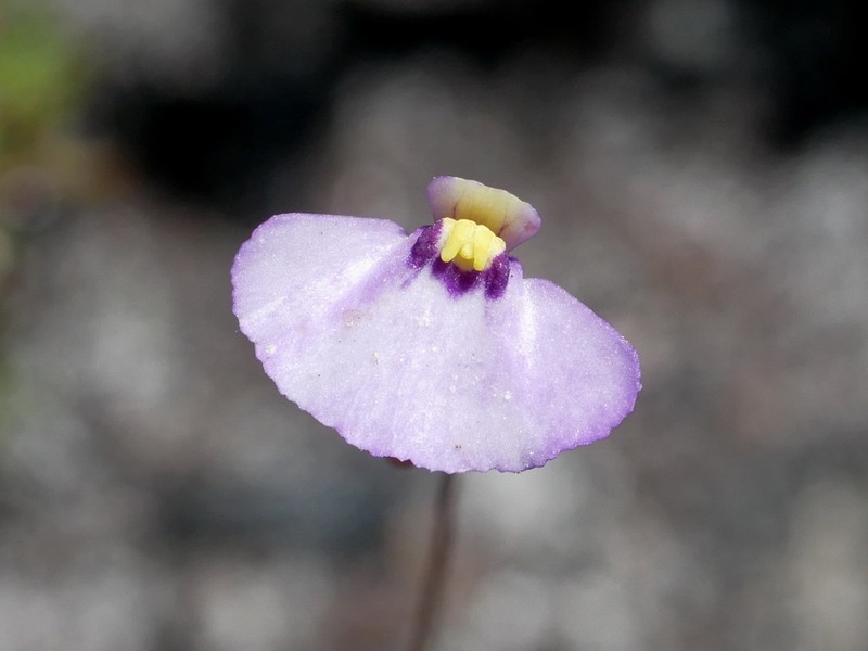 Utricularia paulineae photo 2