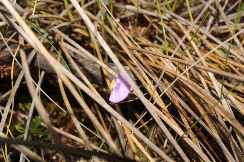 Utricularia paulineae photo 3