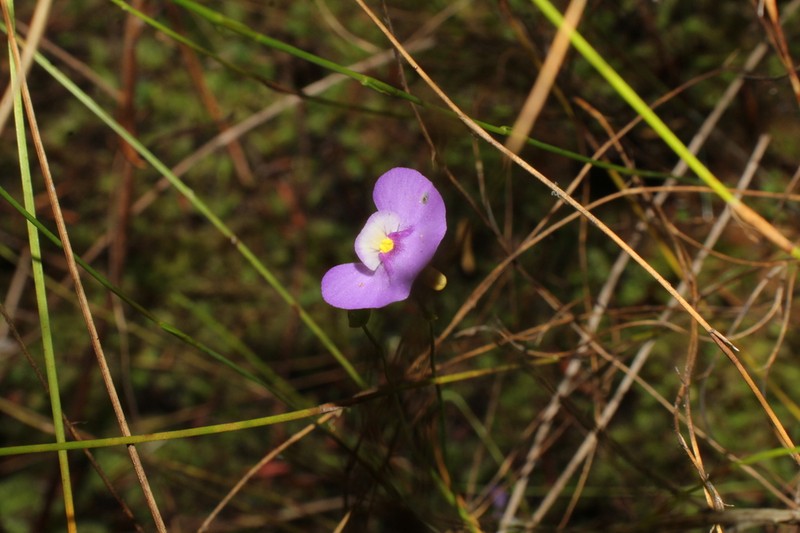 Utricularia paulineae photo 4