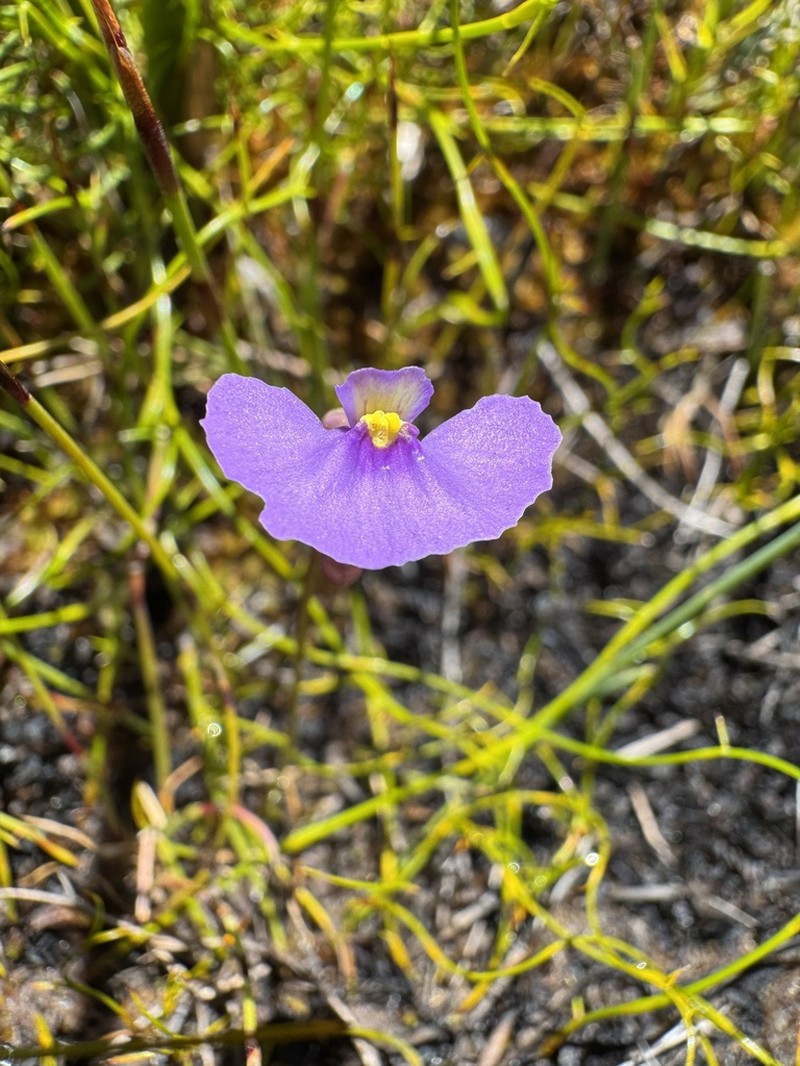 Utricularia paulineae photo 5
