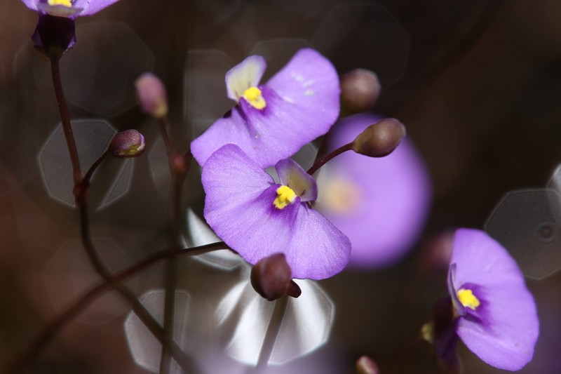 Utricularia paulineae photo 6