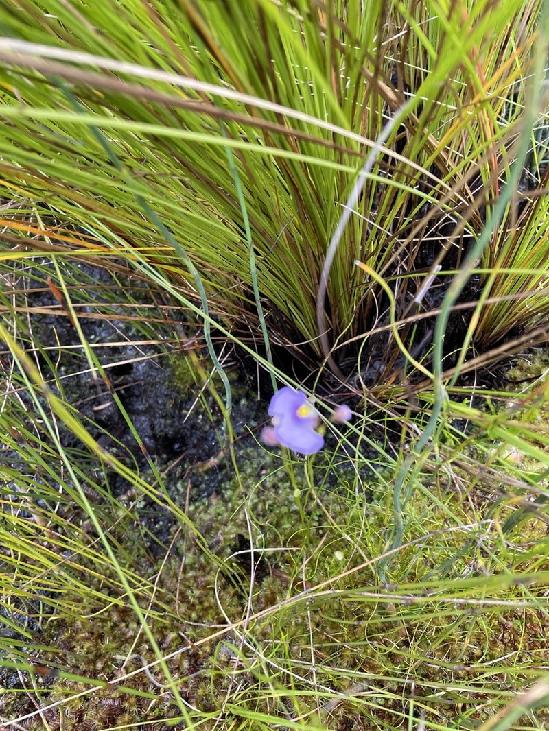 Utricularia paulineae photo 7