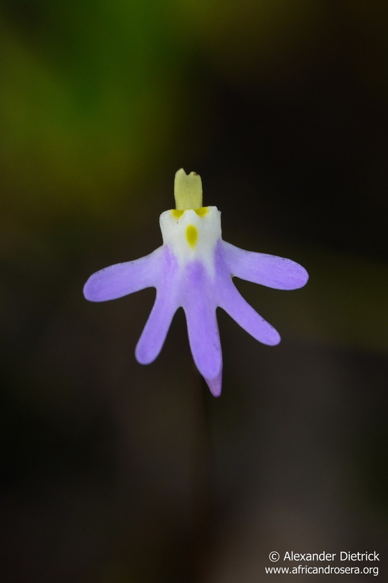 Utricularia pentadactyla photo 2