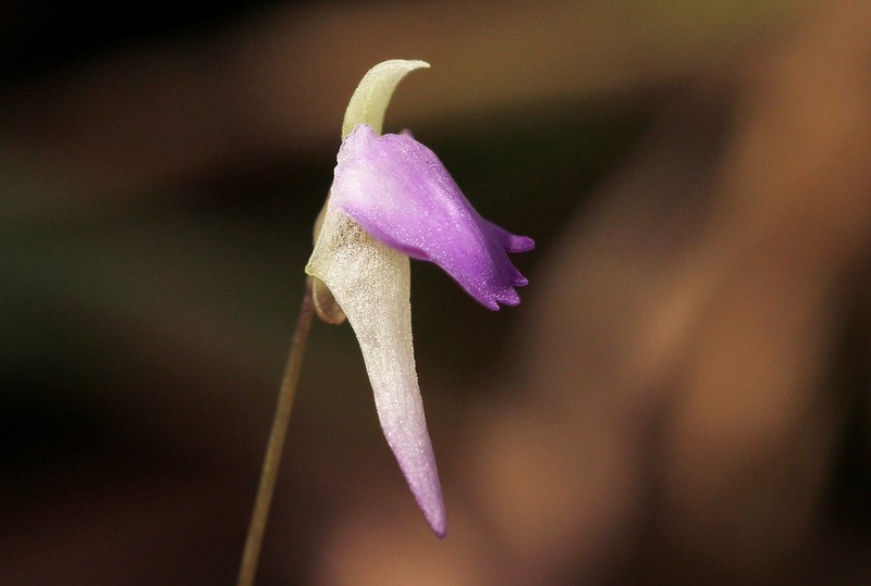 Utricularia pentadactyla photo 3