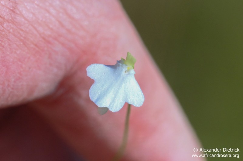 Utricularia pentadactyla photo 4