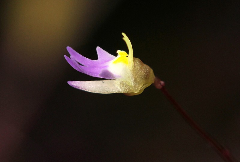 Utricularia pentadactyla photo 5