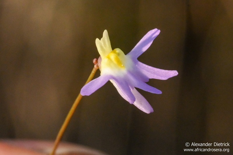 Utricularia pentadactyla photo 6