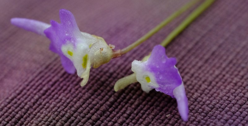 Utricularia pentadactyla photo 7