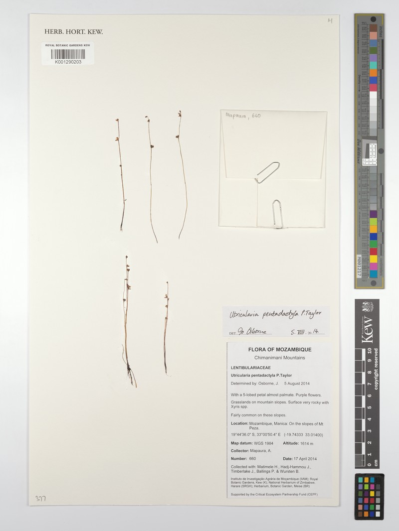 Utricularia pentadactyla photo 8