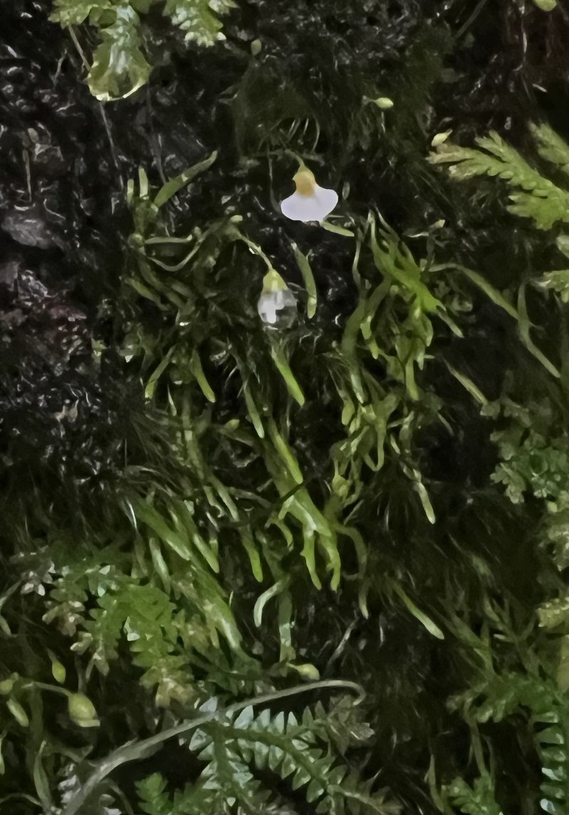 Utricularia peranomala