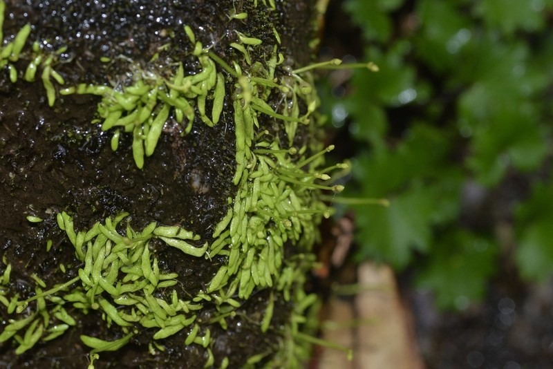 Utricularia peranomala photo 3