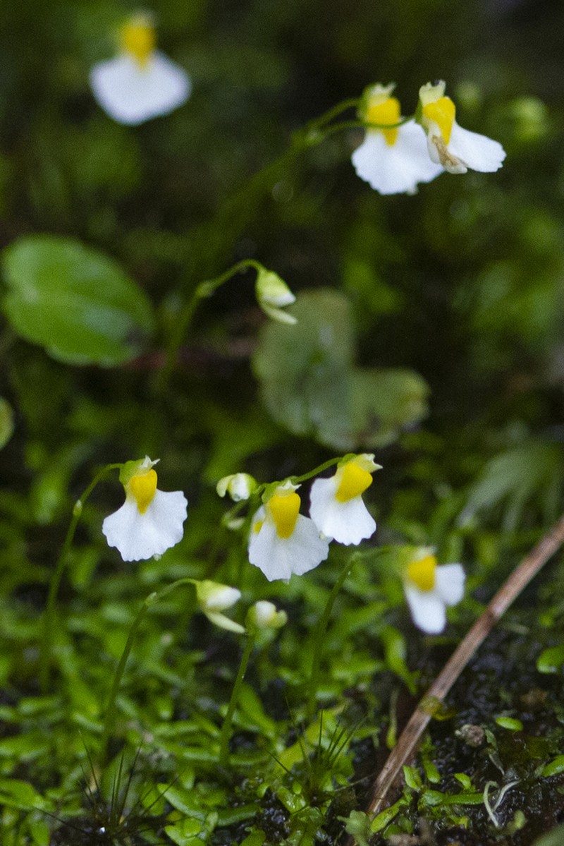 Utricularia peranomala photo 4