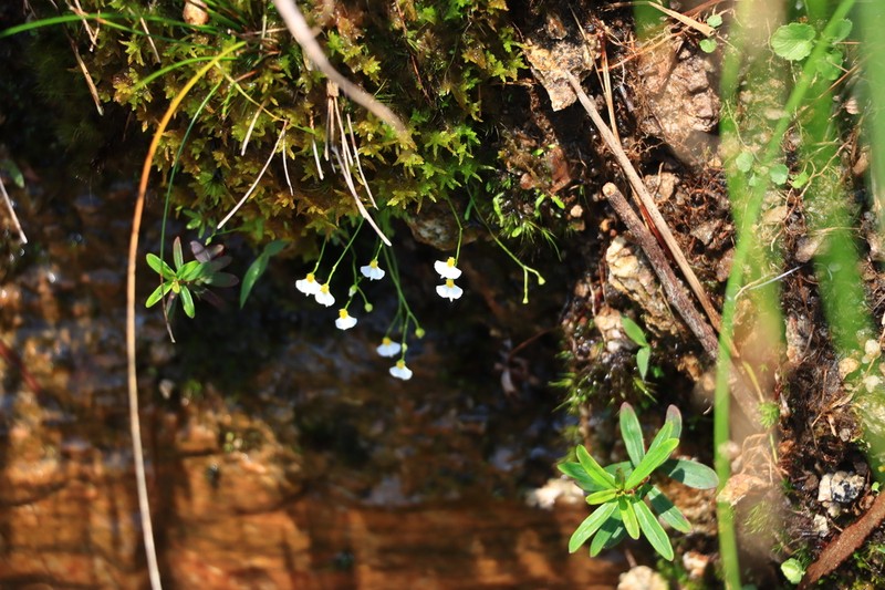 Utricularia peranomala photo 5