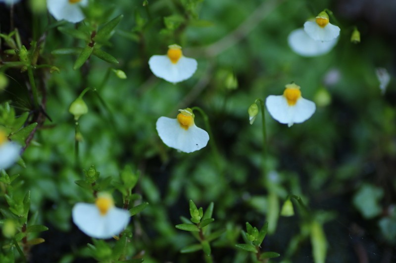Utricularia peranomala photo 6