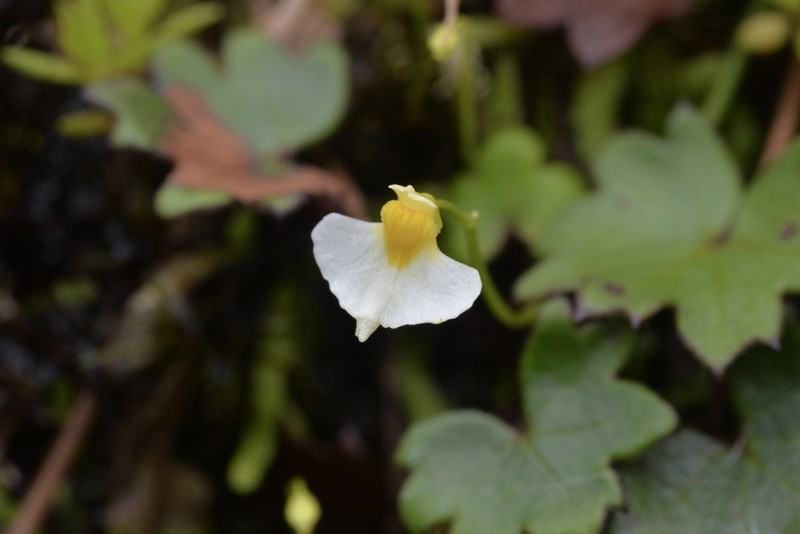 Utricularia peranomala photo 7