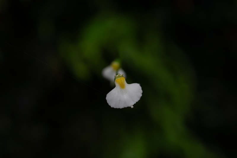 Utricularia peranomala photo 8